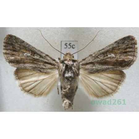 Dichagyris forcipula (Denis & Schiffermüller, 1775) Czech55c
